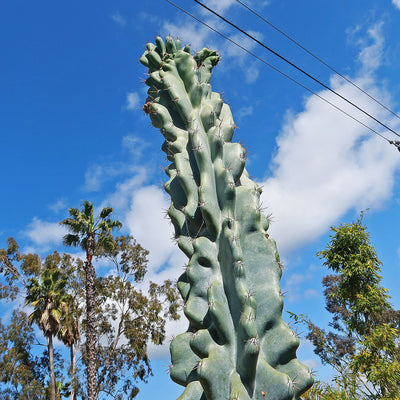 Monstrose Apple Cactus - Cereus peruvianus monstrose