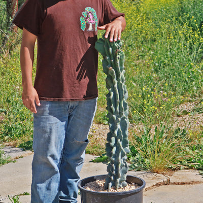 Cereus peruvianus monstruosus - crested cereus (Pot 18 cm) – Vivai Mola della Badia Cereus peruvianus monstruosus - crested cereus (Pot 18 cm) – Vivai Mola della Badia