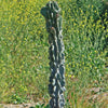 Monstrose Apple Cactus &