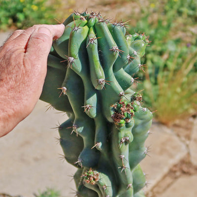 san pedro monstrose cactus Monstrose Apple Cactus 'Cereus peruvianus monstrose'