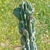 Monstrose Apple Cactus &