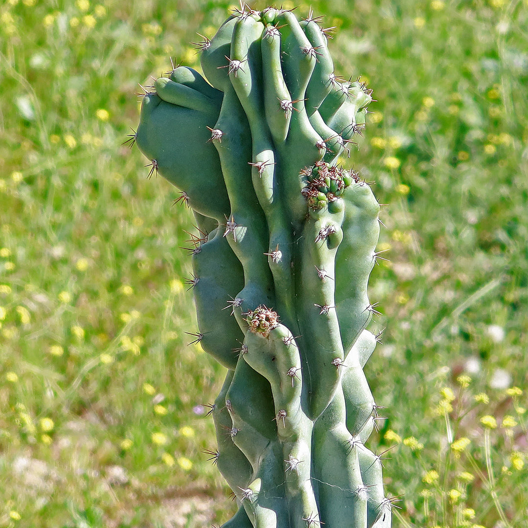 Monstrose Cereus Peruvianus Cactus 46