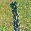 Monstrose Apple Cactus &