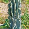 Monstrose Apple Cactus &