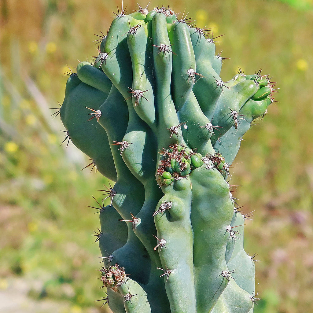 Monstrose Apple Cactus &