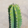 Hedge Cactus – Cereus hildmannianus