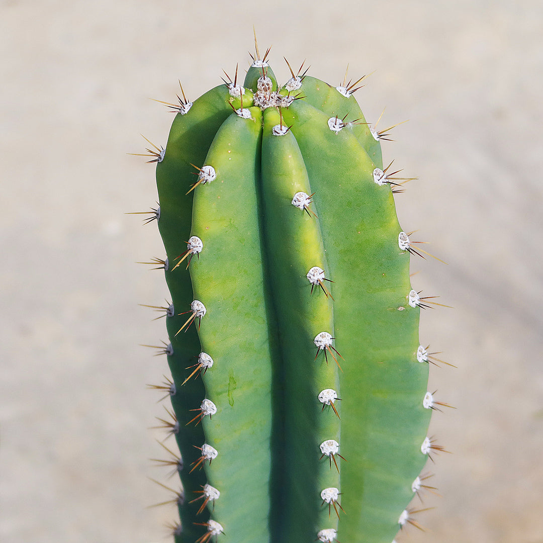 Peruvian hotsell Apple Cactus, Queen Of The Night Cactus, Cereus Hildmannianus, Hedge Cactus, Cuttings