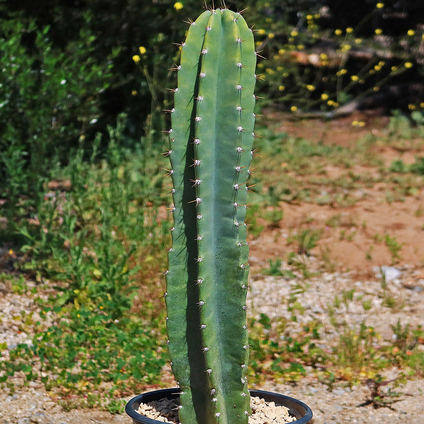 Hedge Cactus – Cereus hildmannianus