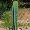 Hedge Cactus – Cereus hildmannianus