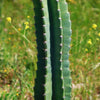 Hedge Cactus – Cereus hildmannianus