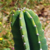 Hedge Cactus – Cereus hildmannianus