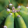 Hedge Cactus – Cereus hildmannianus