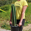 Hedge Cactus – Cereus hildmannianus