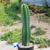 Hedge Cactus – Cereus hildmannianus