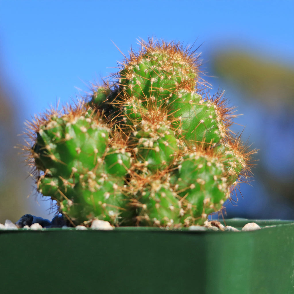 Cereus rapandus peruvians monstrose