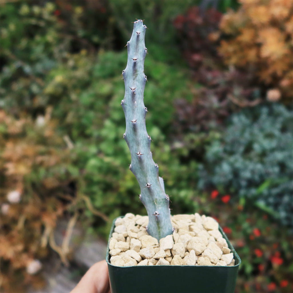 Moonlight Cactus ‘Cereus spegazzinii’