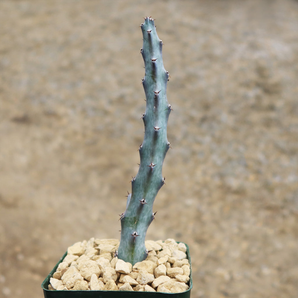 Moonlight Cactus ‘Cereus spegazzinii’