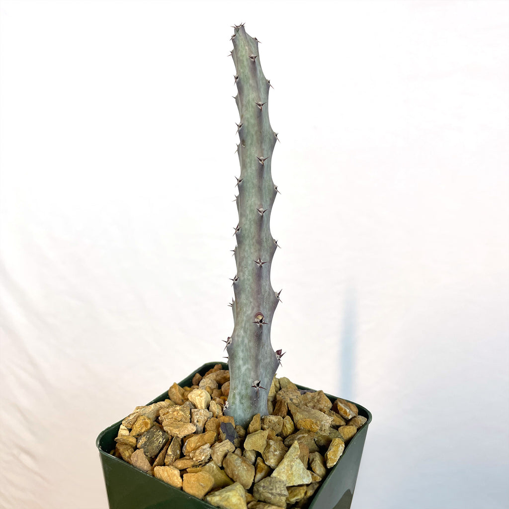 Moonlight Cactus ‘Cereus spegazzinii’