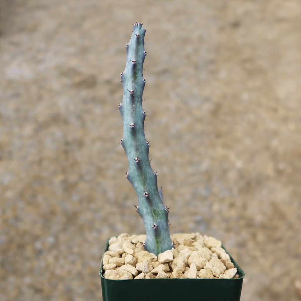 Moonlight Cactus ‘Cereus spegazzinii’