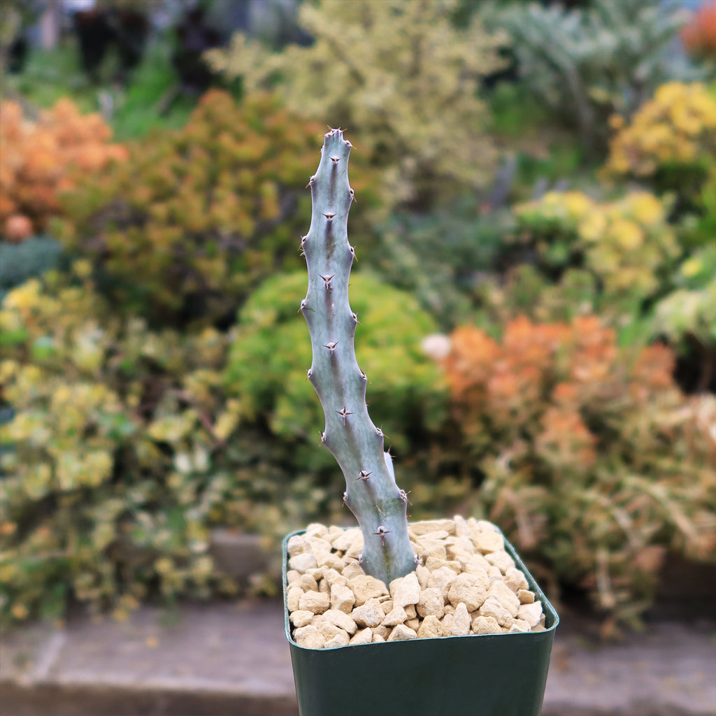 Moonlight Cactus ‘Cereus spegazzinii’