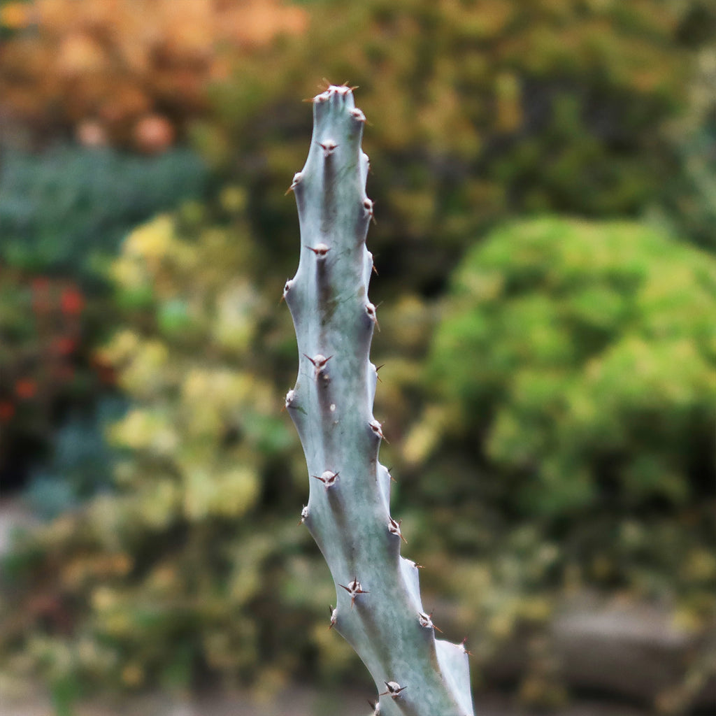 Moonlight Cactus ‘Cereus spegazzinii’
