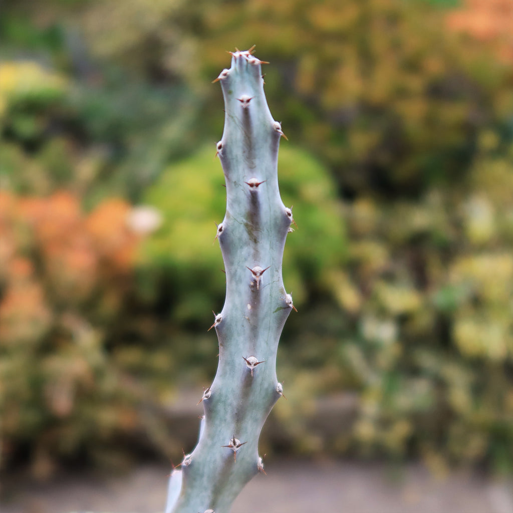 Moonlight Cactus ‘Cereus spegazzinii’