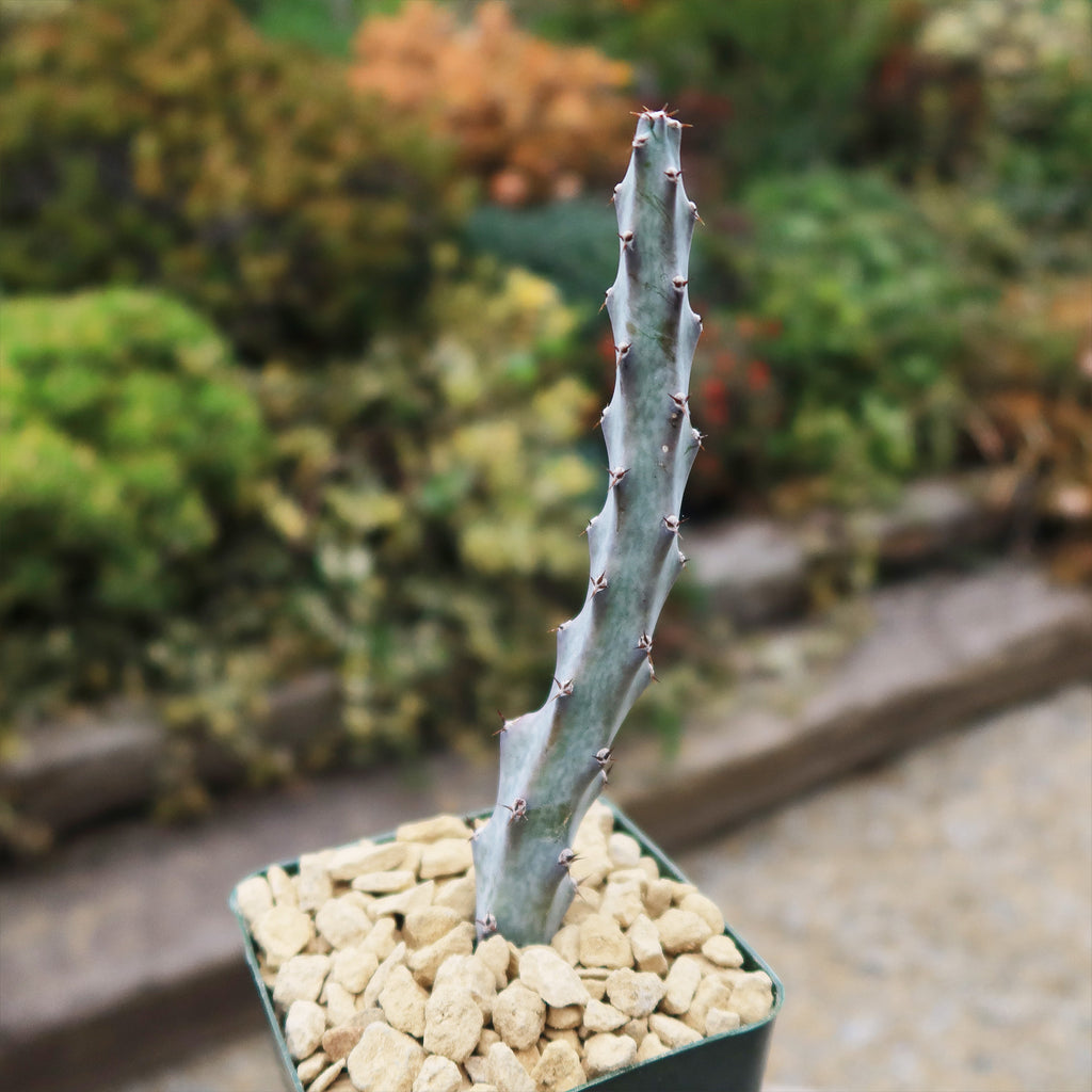Moonlight Cactus ‘Cereus spegazzinii’