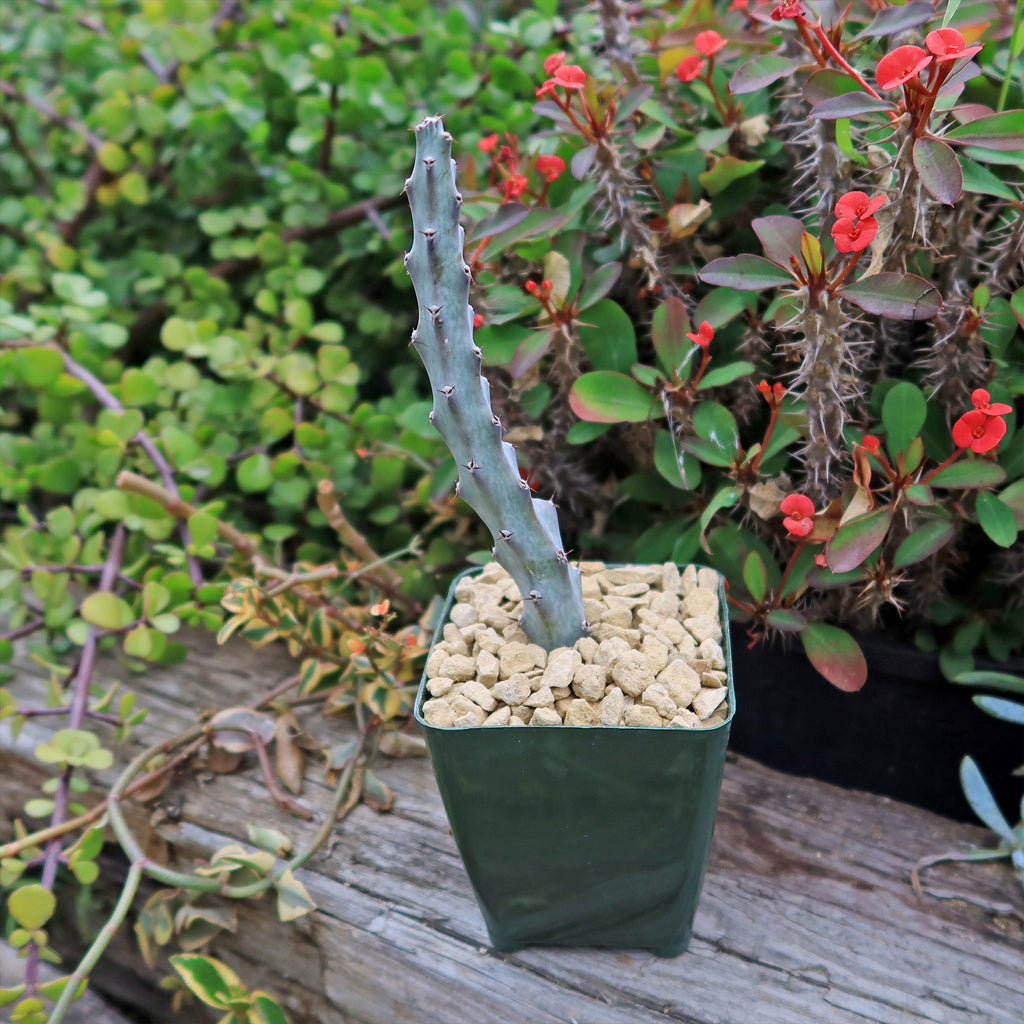Moonlight Cactus ‘Cereus spegazzinii’