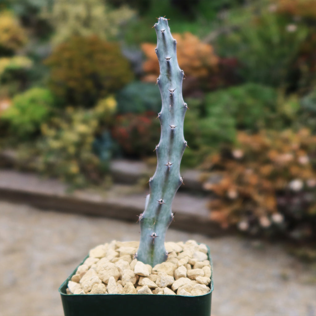 Moonlight Cactus ‘Cereus spegazzinii’