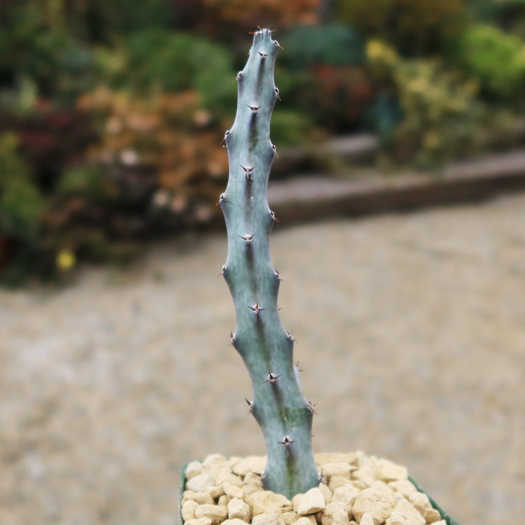 Moonlight Cactus ‘Cereus spegazzinii’