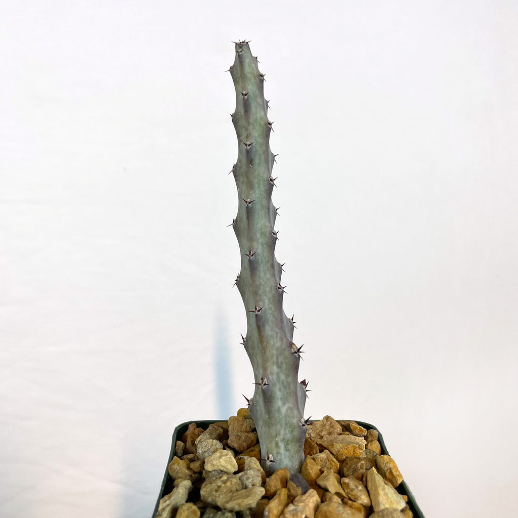 Moonlight Cactus ‘Cereus spegazzinii’