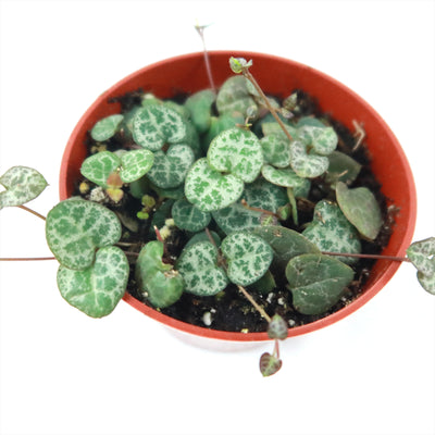 String of Hearts Plant – Ceropegia woodii