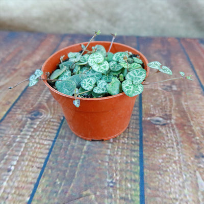 String of Hearts Plant – Ceropegia woodii