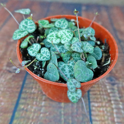 String of Hearts Plant – Ceropegia woodii