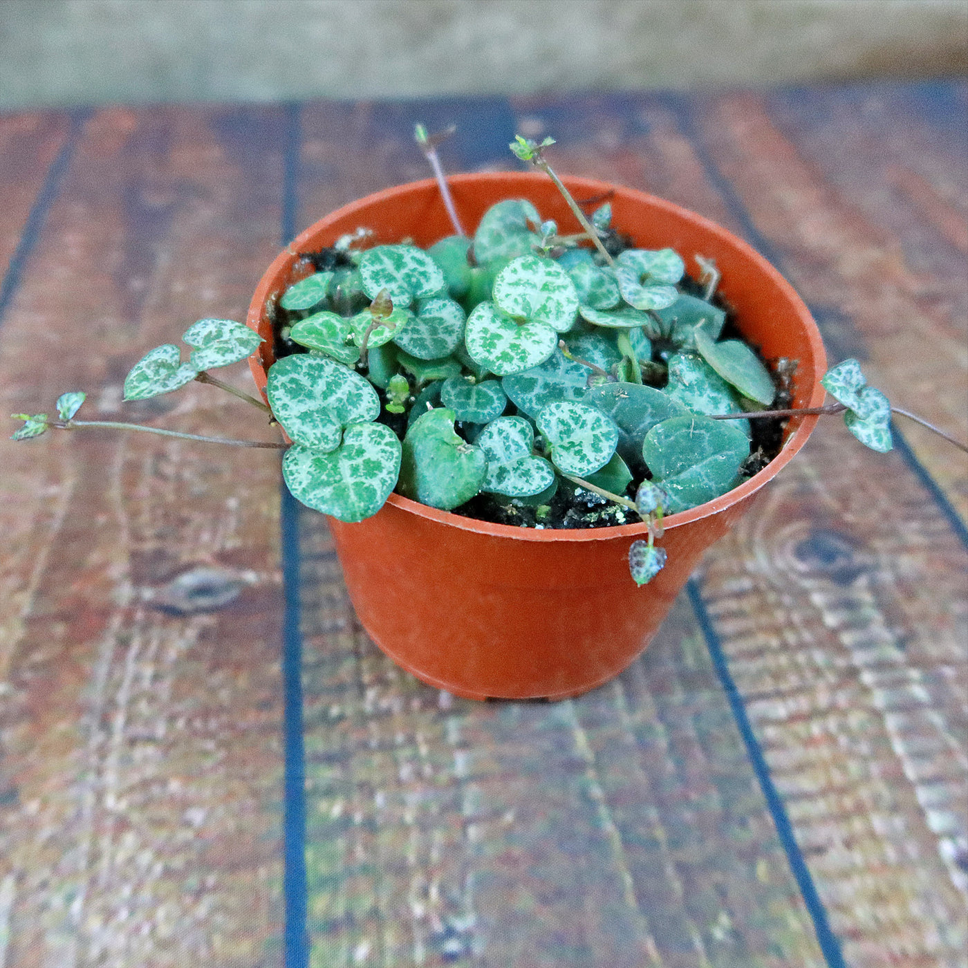 String of Hearts Plant – Ceropegia woodii