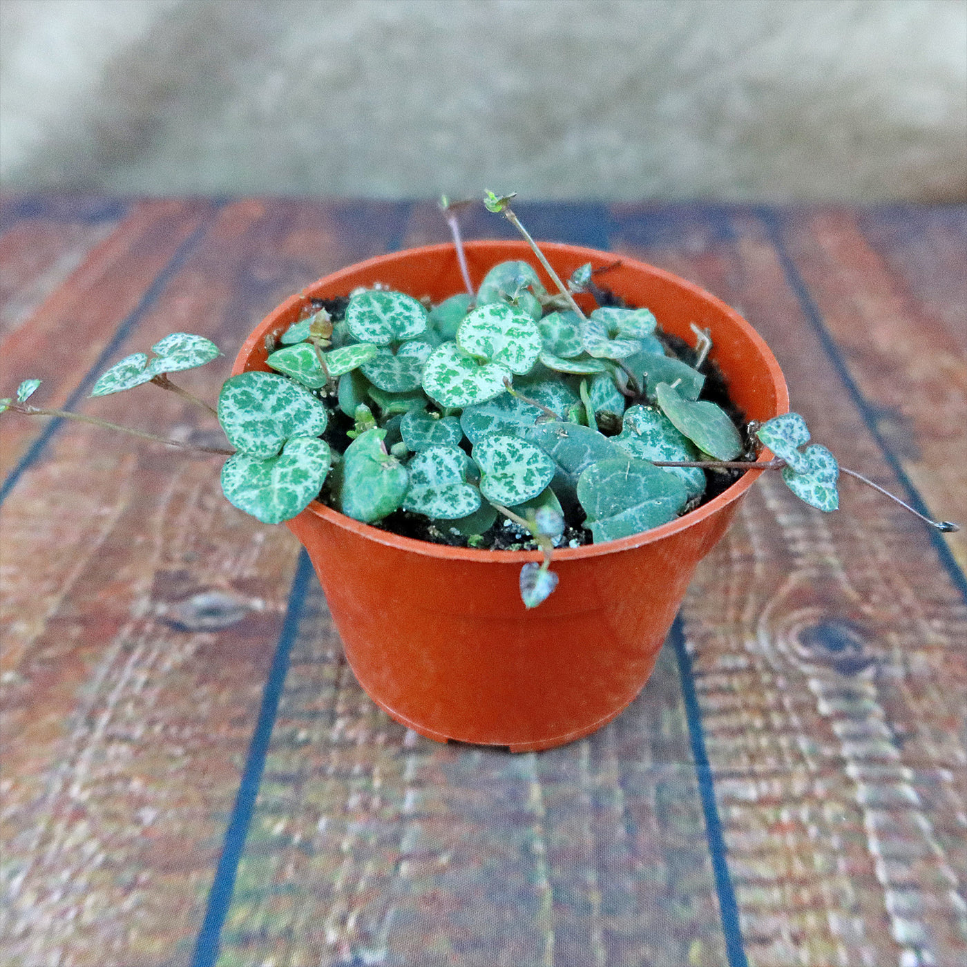 String of Hearts Plant – Ceropegia woodii