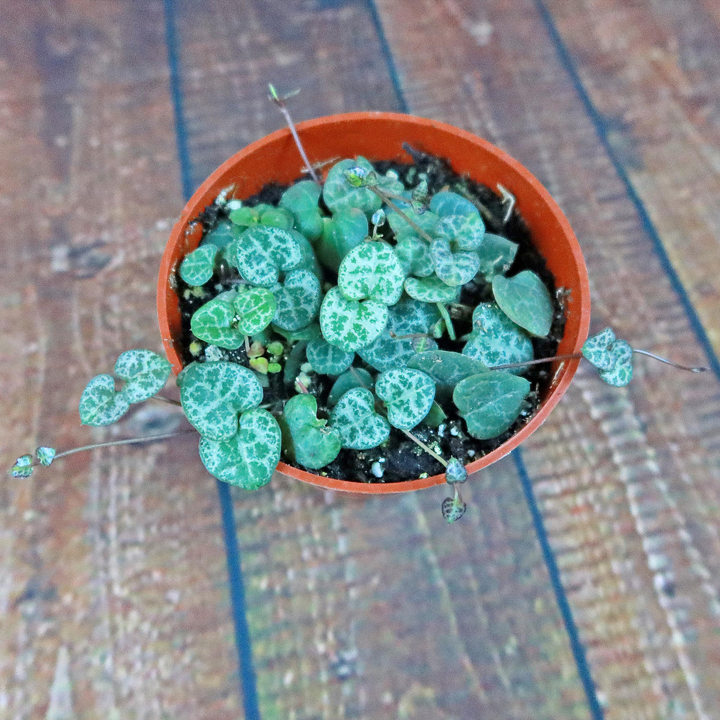 String of Hearts Plant – Ceropegia woodii