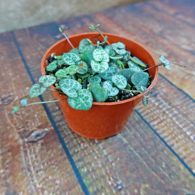 String of Hearts Plant – Ceropegia woodii