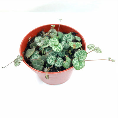 String of Hearts Plant – Ceropegia woodii