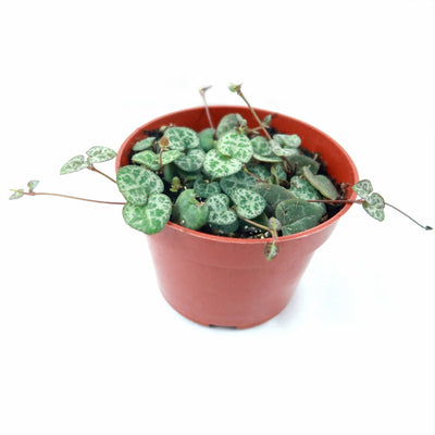 String of Hearts Plant – Ceropegia woodii