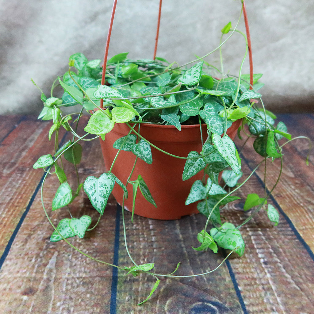 String of Arrows Plant - Ceropegia woodii ‘String of arrows’
