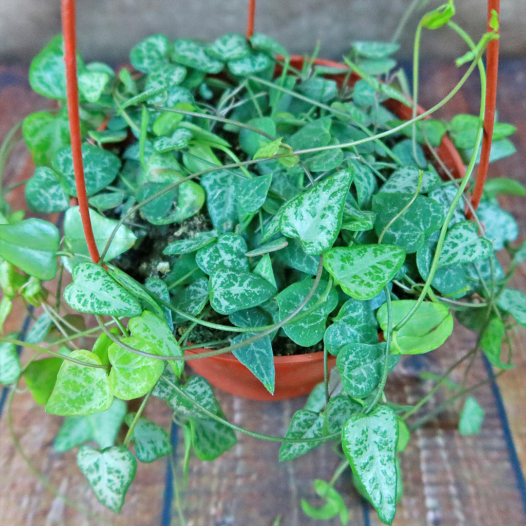 String of Arrows Plant - Ceropegia woodii ‘String of arrows’