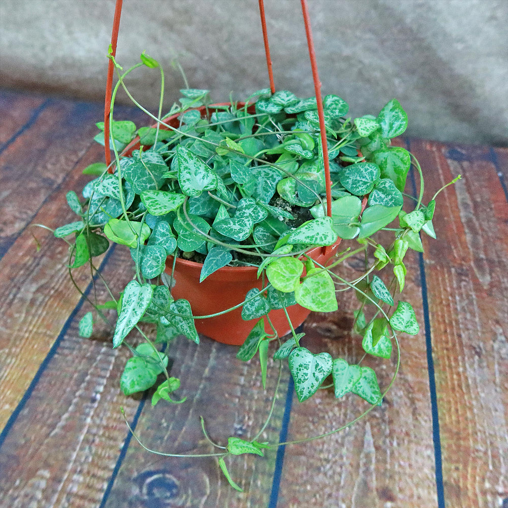 String of Arrows Plant - Ceropegia woodii ‘String of arrows’