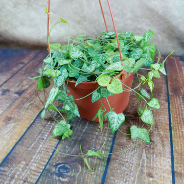 succulent with spade shaped leaves Shop 'String of Arrows Plant' Care & Growing Guide