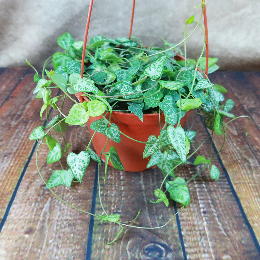 String of Arrows Plant - Ceropegia woodii ‘String of arrows’