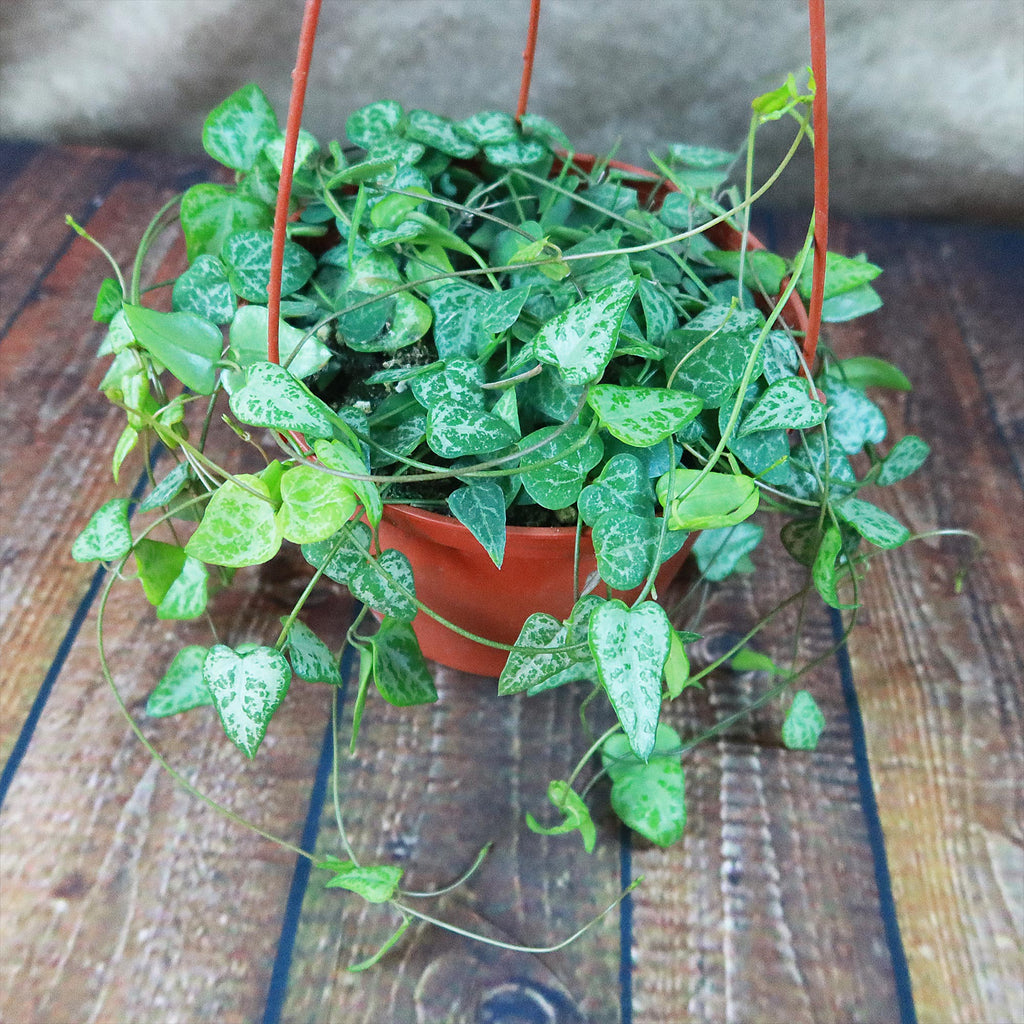 String of Arrows Plant - Ceropegia woodii ‘String of arrows’