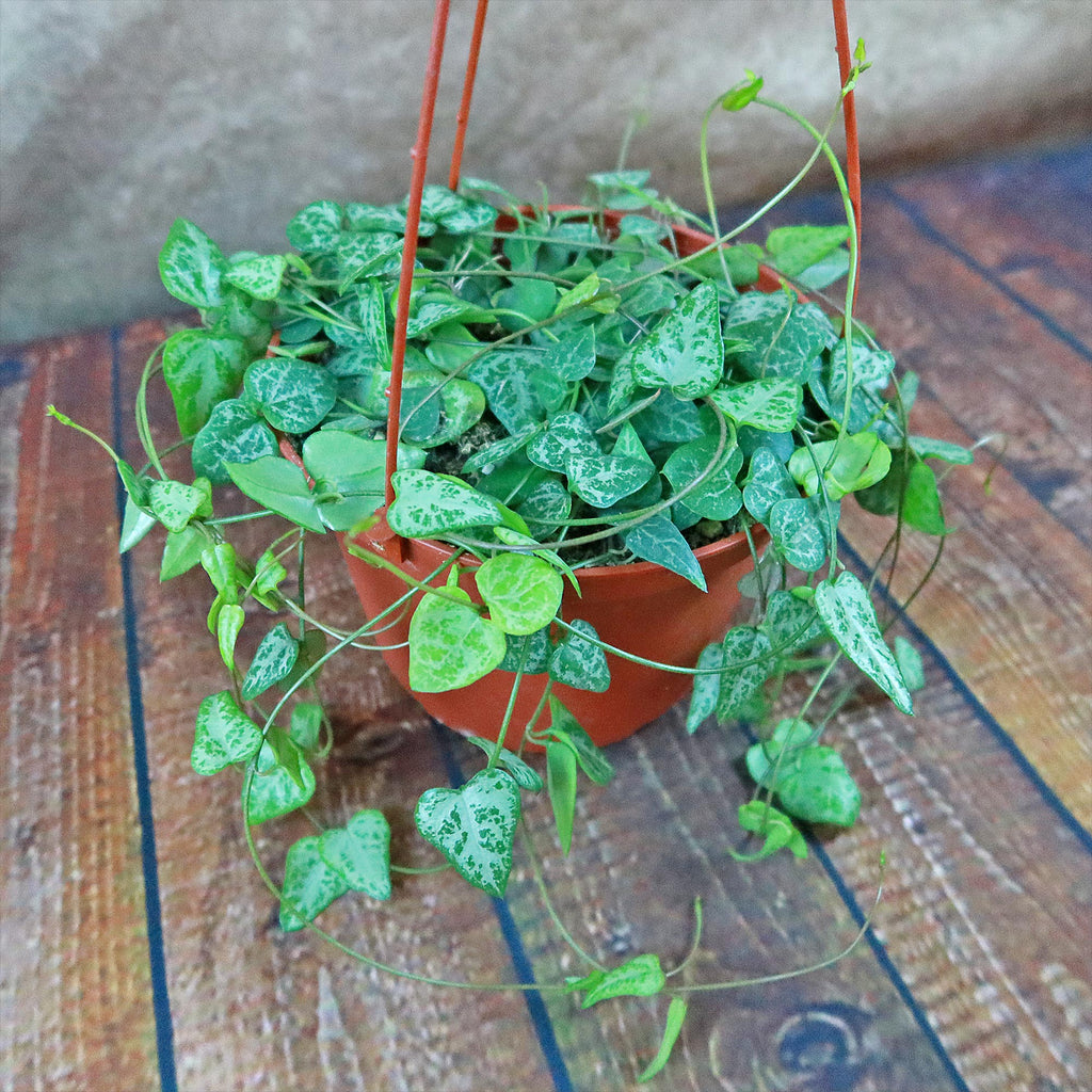 String of Arrows Plant - Ceropegia woodii ‘String of arrows’