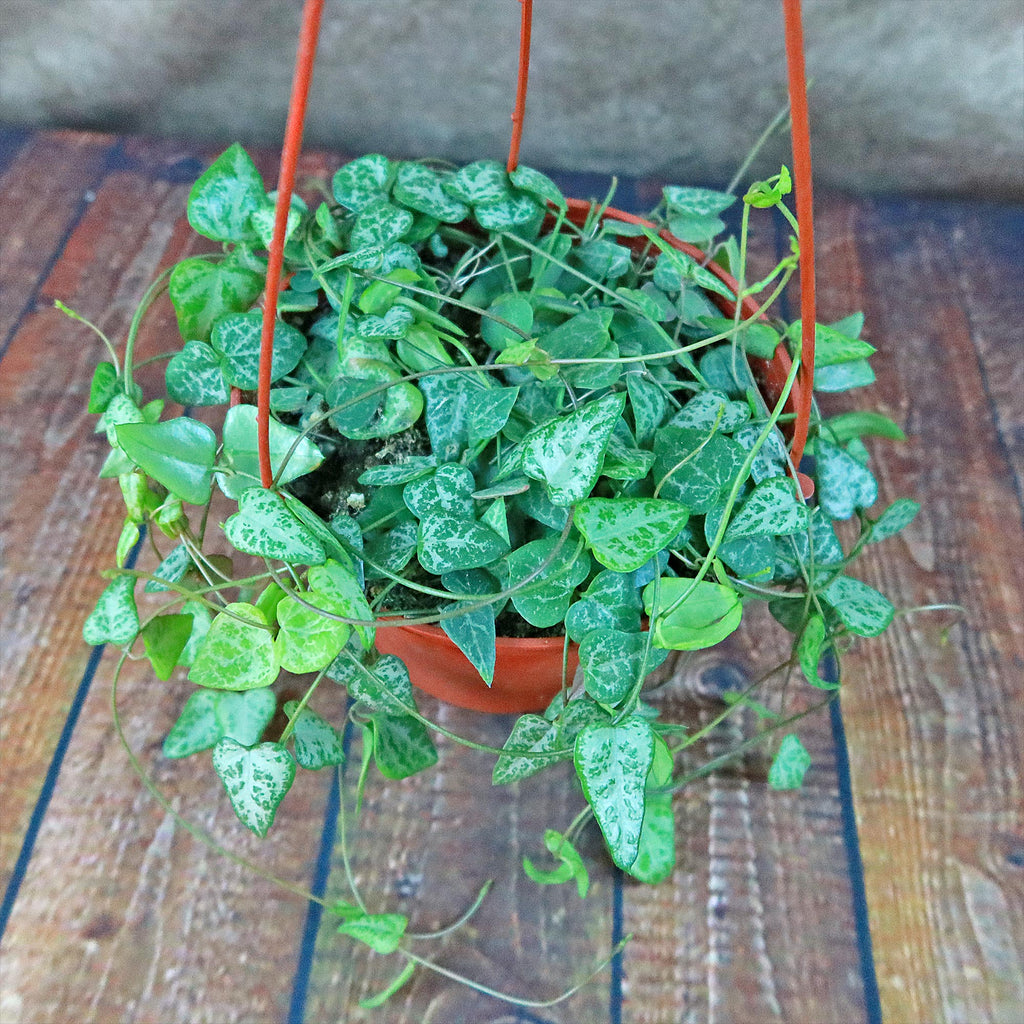 String of Arrows Plant - Ceropegia woodii ‘String of arrows’