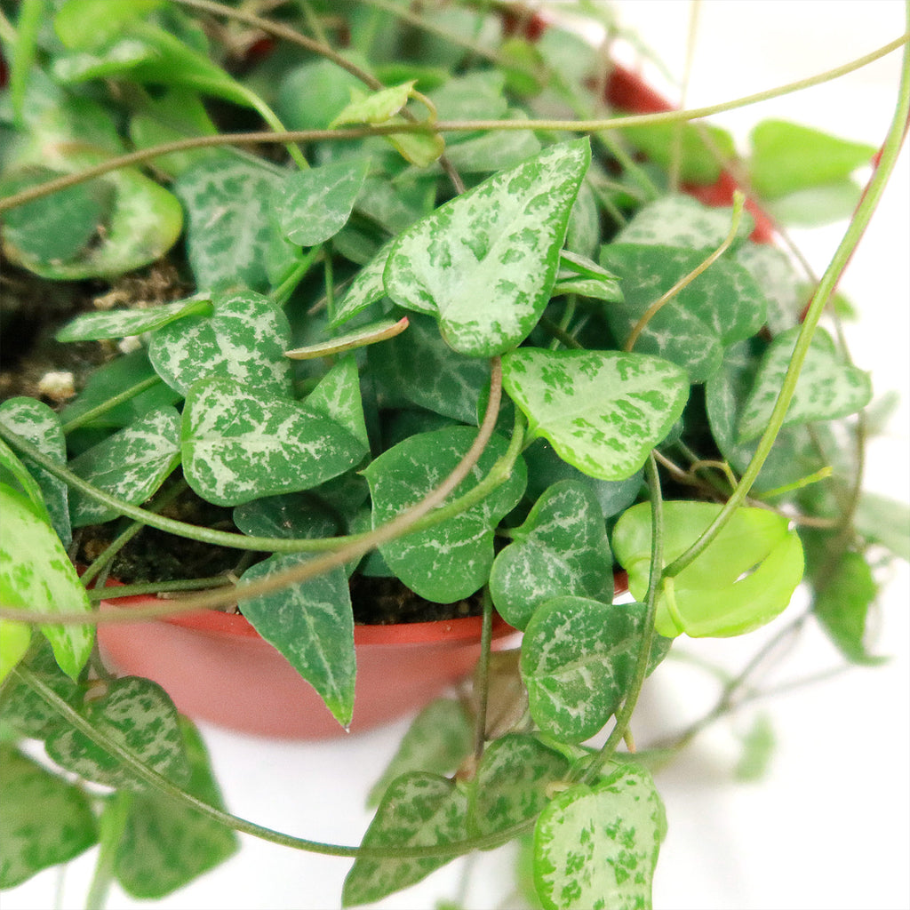 String of Arrows Plant - Ceropegia woodii ‘String of arrows’