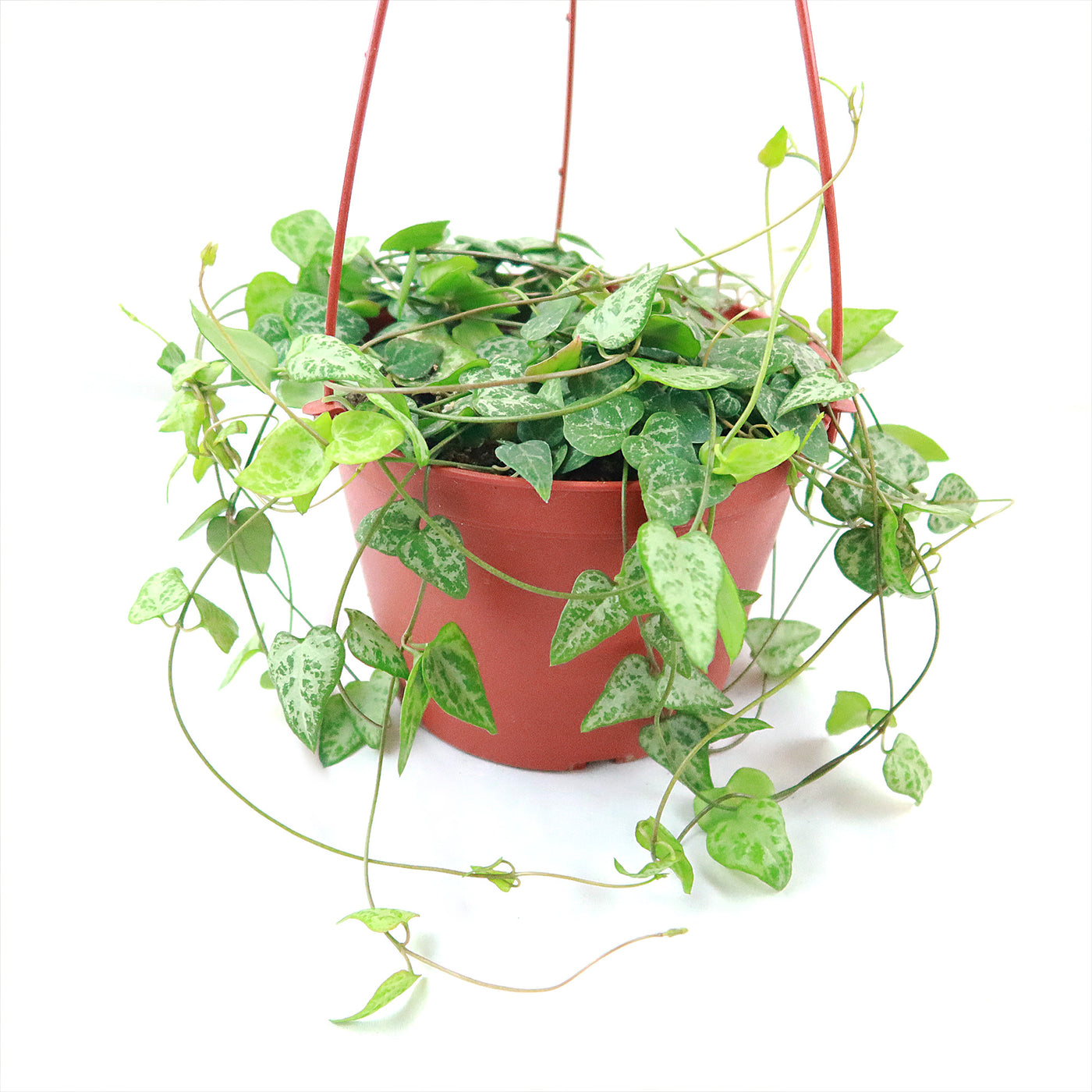hanging plant with red stems Shop 'String of Arrows Plant' Care & Growing Guide